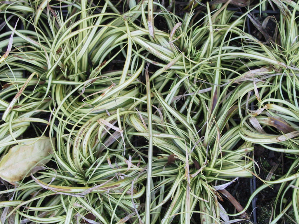 Carex oshimensis Evergold (April).jpg